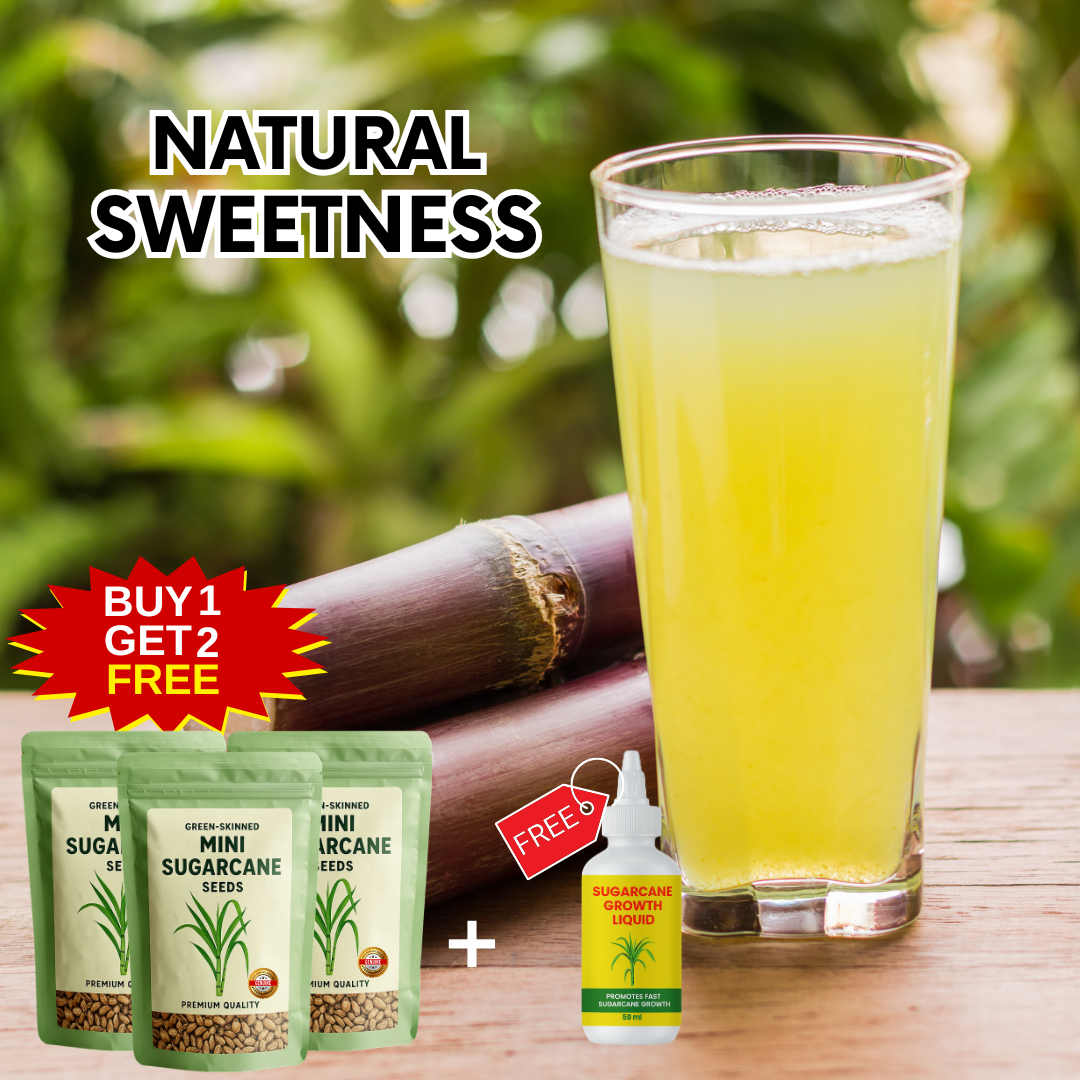 Sugarcane Seeds | BUY 1 GET 2 FREE + FREE Plant Booster