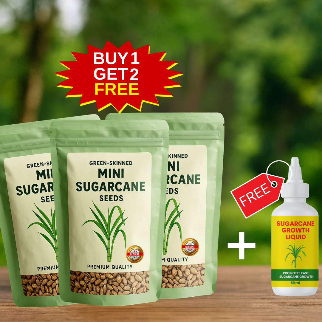 Sugarcane Seeds | BUY 1 GET 2 FREE + FREE Plant Booster