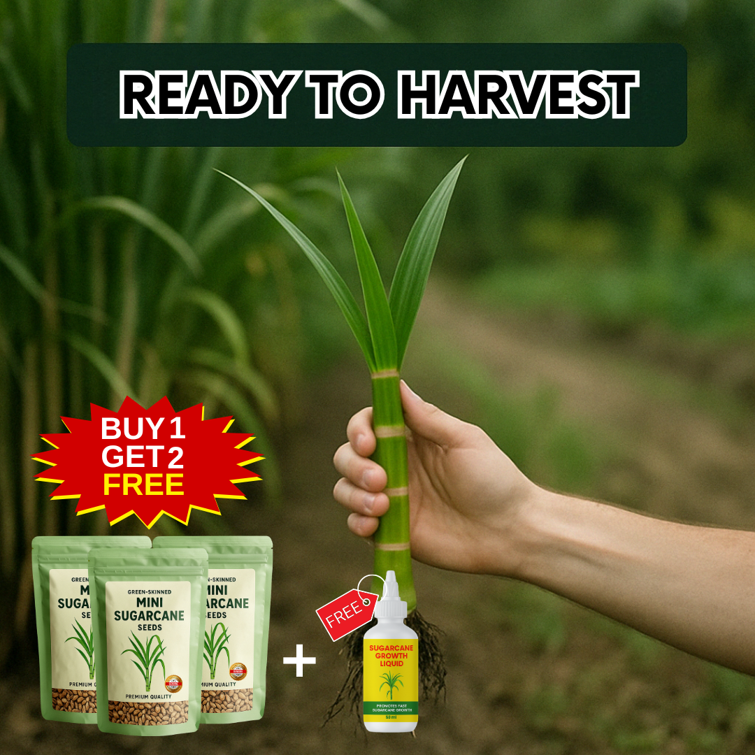 Sugarcane Seeds | BUY 1 GET 2 FREE + FREE Plant Booster