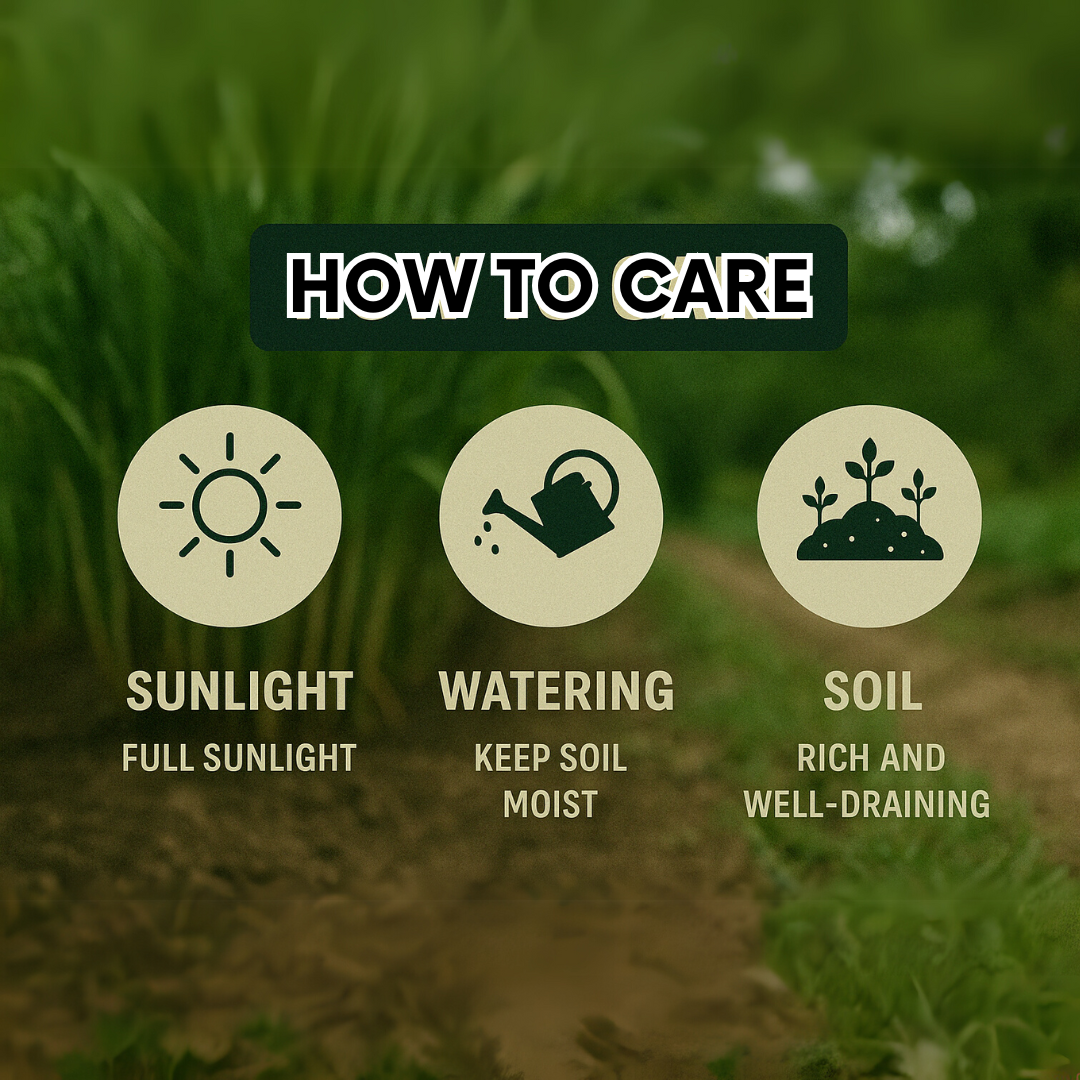 Sugarcane Seeds | BUY 1 GET 2 FREE + FREE Plant Booster